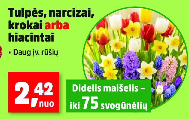 Tulpės, narcizai, krokai arba hiacintai