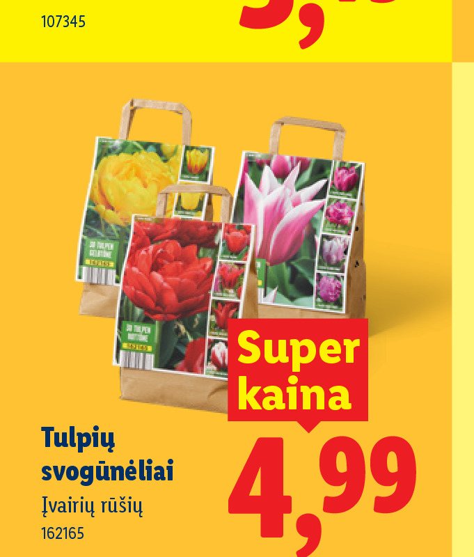 Tulpių svogūnėliai
