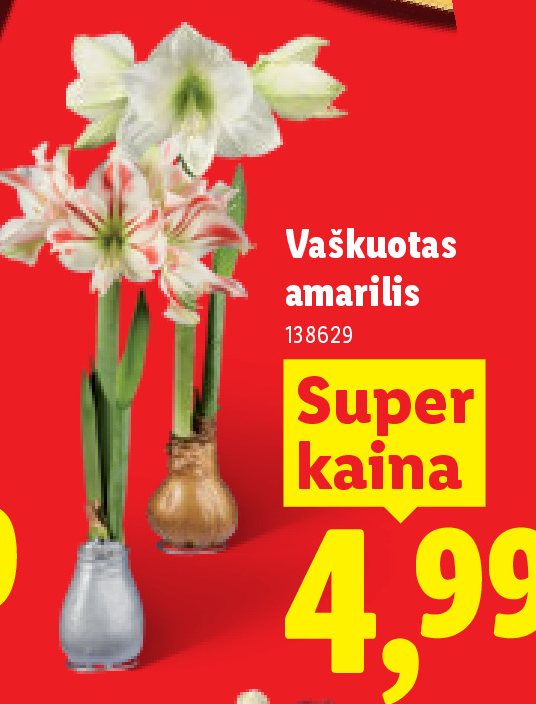 Vaškuotas amarilis