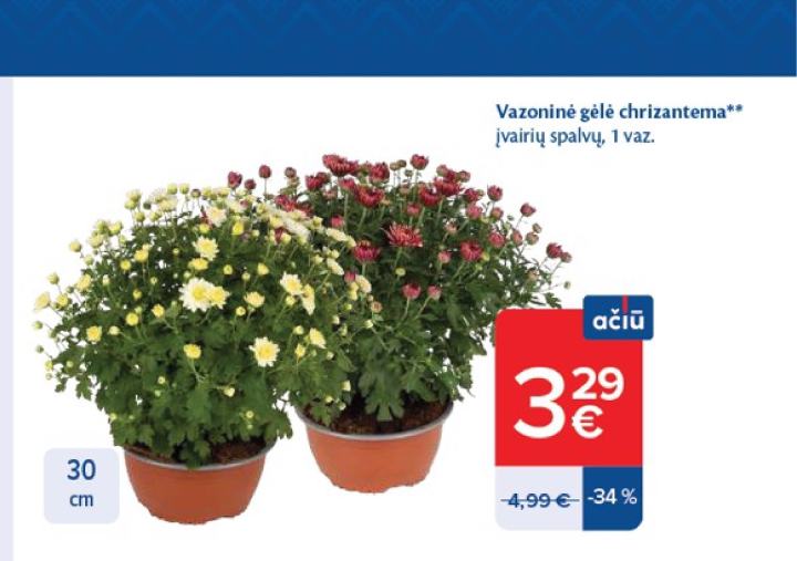 Vazoninė gėlė chrizantema, 30 cm