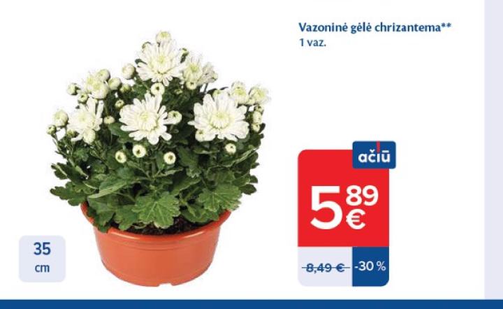 Vazoninė gėlė chrizantema, 35 cm