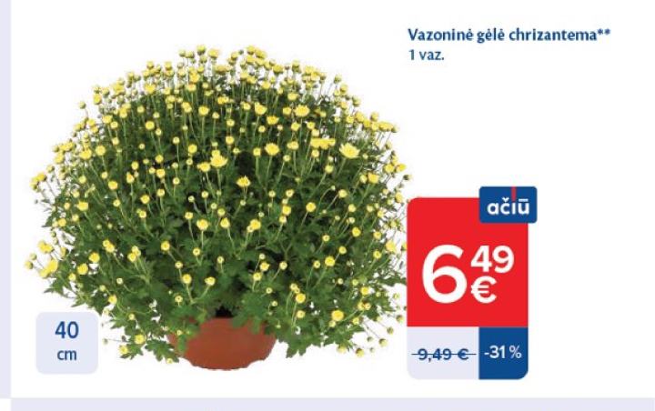 Vazoninė gėlė chrizantema, 40 cm