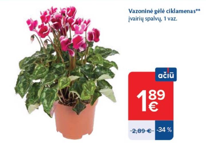 Vazoninė gėlė ciklamenas