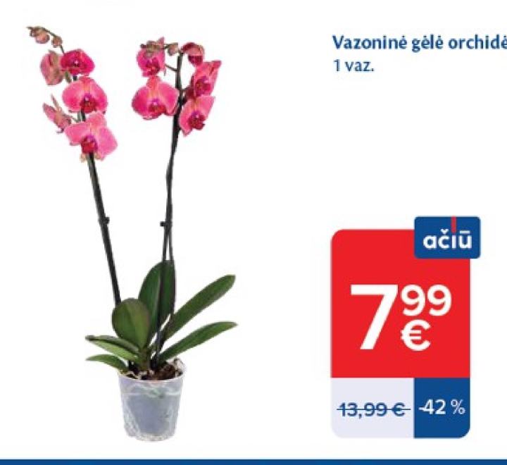 Vazoninė gėlė orchidėja