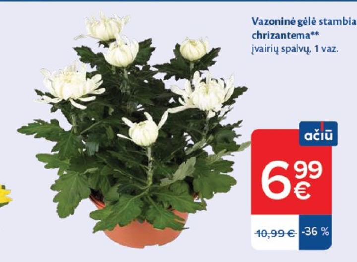 Vazoninė gėlė stambiažiedė chrizantema