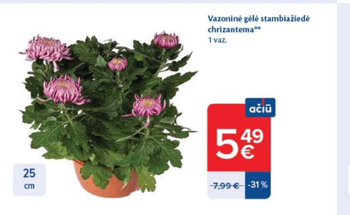 Vazoninė gėlė stambiažiedė chrizantema, 25 cm