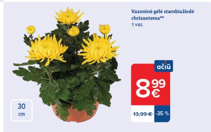 Vazoninė gėlė stambiažiedė chrizantema, 30 cm