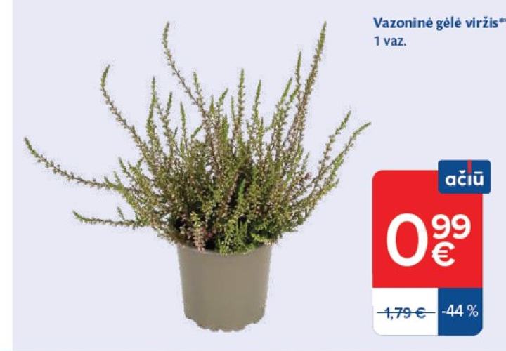 Vazoninė gėlė viržis