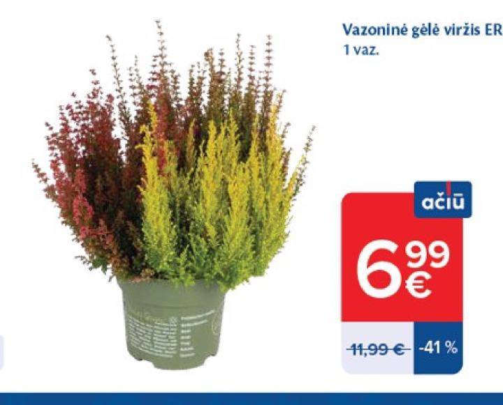 Vazoninė gėlė viržis ERICA