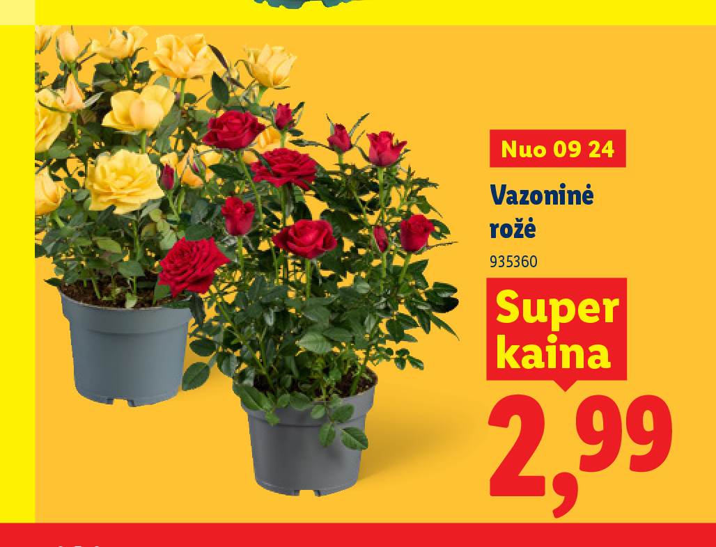 Vazoninė rožė