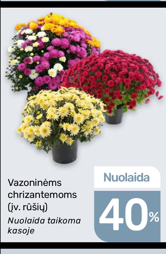 Vazoninėms chrizantemoms