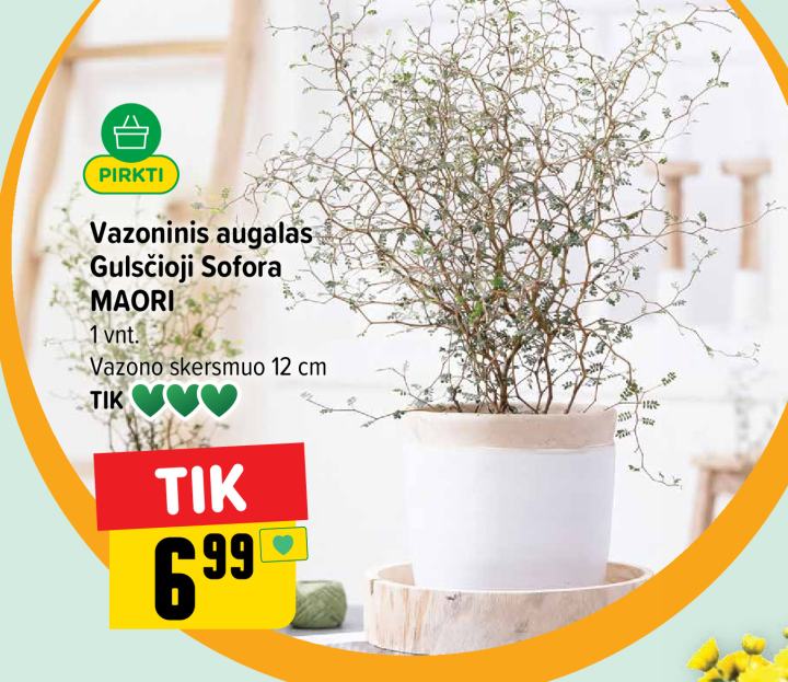 Vazoninis augalas Gulsčioji Sofora MAORI, 1 vnt