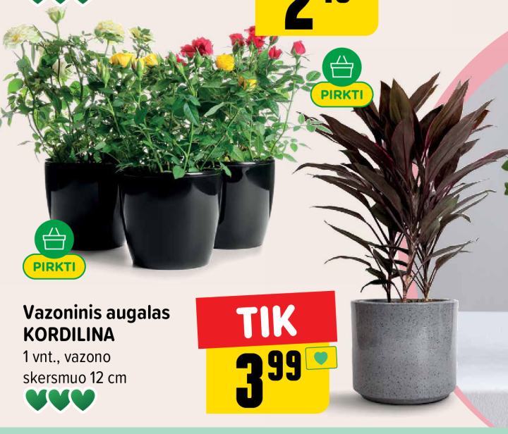 Vazoninis augalas KORDILINA, 1 vnt