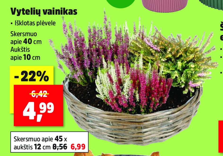 Vytelių vainikas, 40 cm