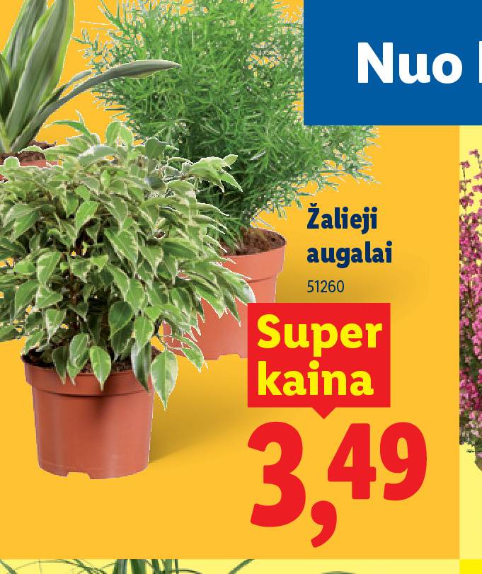 Žalieji augalai