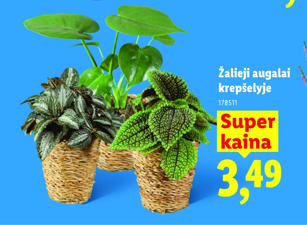 Žalieji augalai krepšelyje
