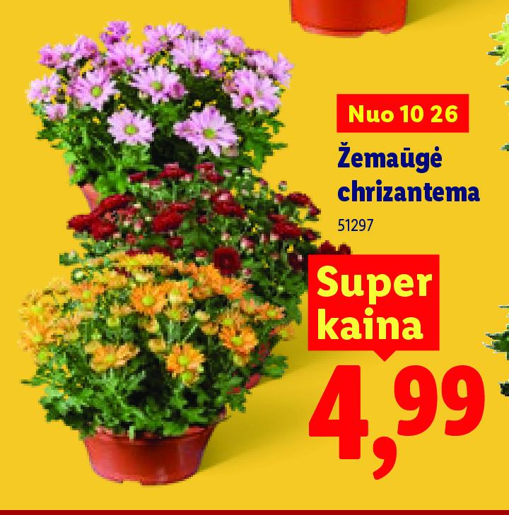 Žemaūgė chrizantema