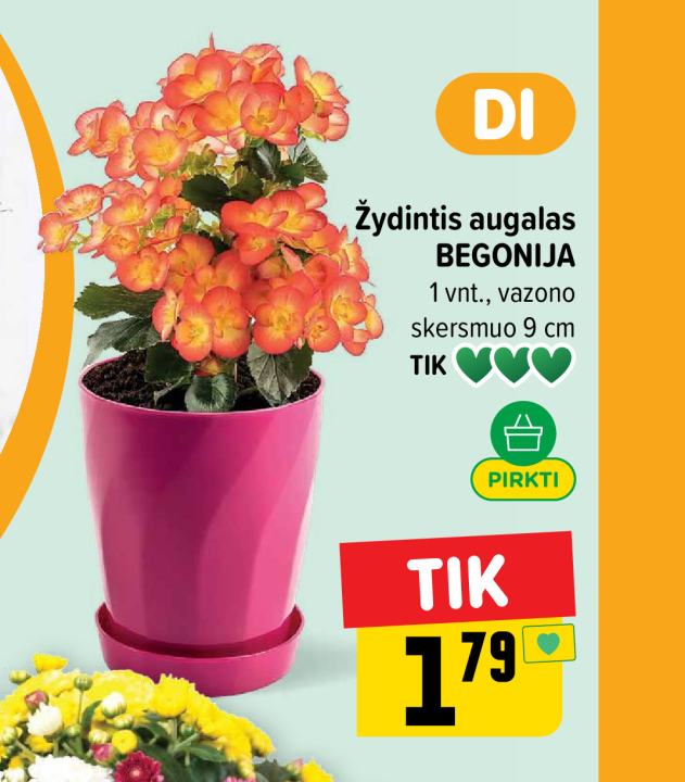 Žydintis augalas BEGONIJA, 1 vnt