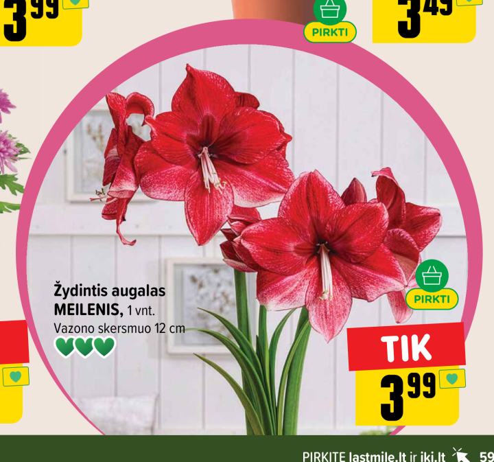Žydintis augalas MEILENIS, 1 vnt