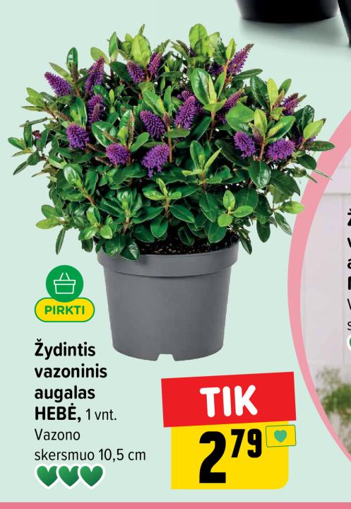 Žydintis vazoninis augalas HEBĖ, 1 vnt