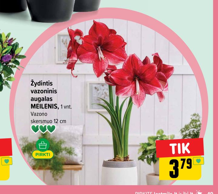 Žydintis vazoninis augalas MEILENIS, 1 vnt