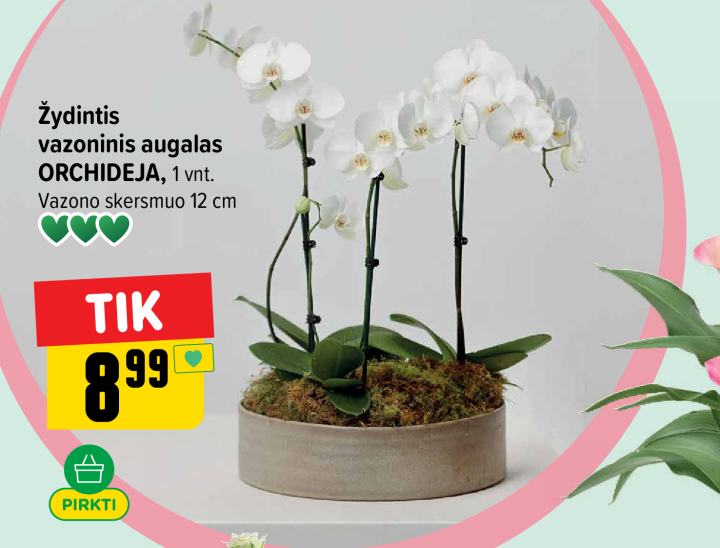 Žydintis vazoninis augalas ORCHIDĖJA, 1 vnt