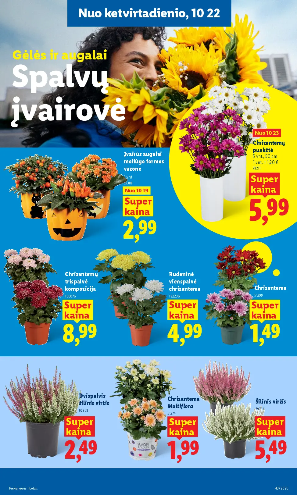 Naujas Lidl nuolaidų leidinys - MAISTO PREKIŲ PASIŪLYMAI Nr.43 – 33 puslapis: Dvispalvis šilinis viržis, 1 vnt, Įvairūs augalai moliūgo formos vazone, 1 vnt, Chrizantemų puokštė, 5 vnt