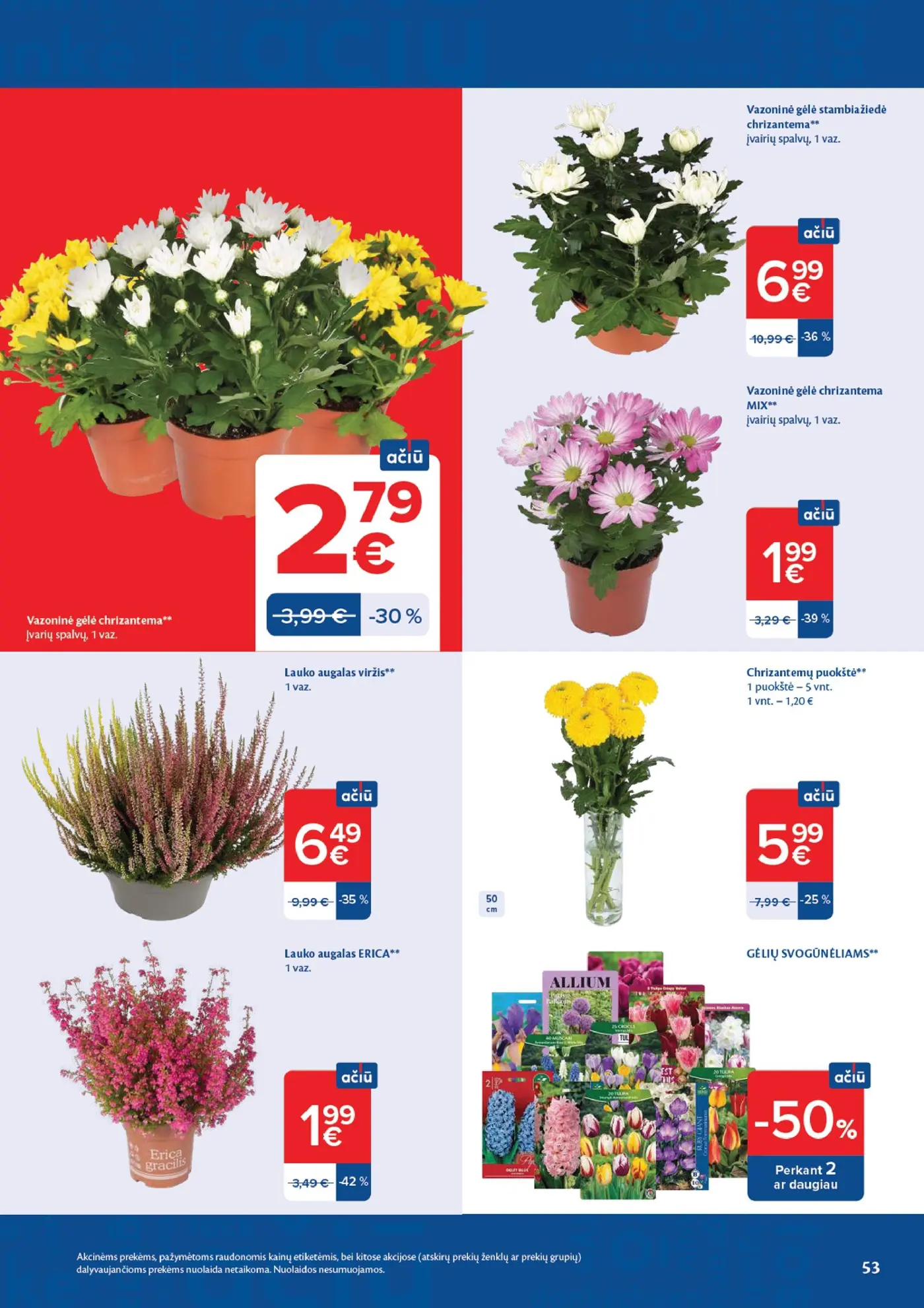 Naujas Maxima nuolaidų leidinys - AČIŪ savaitinis leidinys Nr. 43 – 53 puslapis: Vazoninė gėlė chrizantema, Vazoninė gėlė stambiažiedė chrizantema, Vazoninė gėlė chrizantema(MIX)
