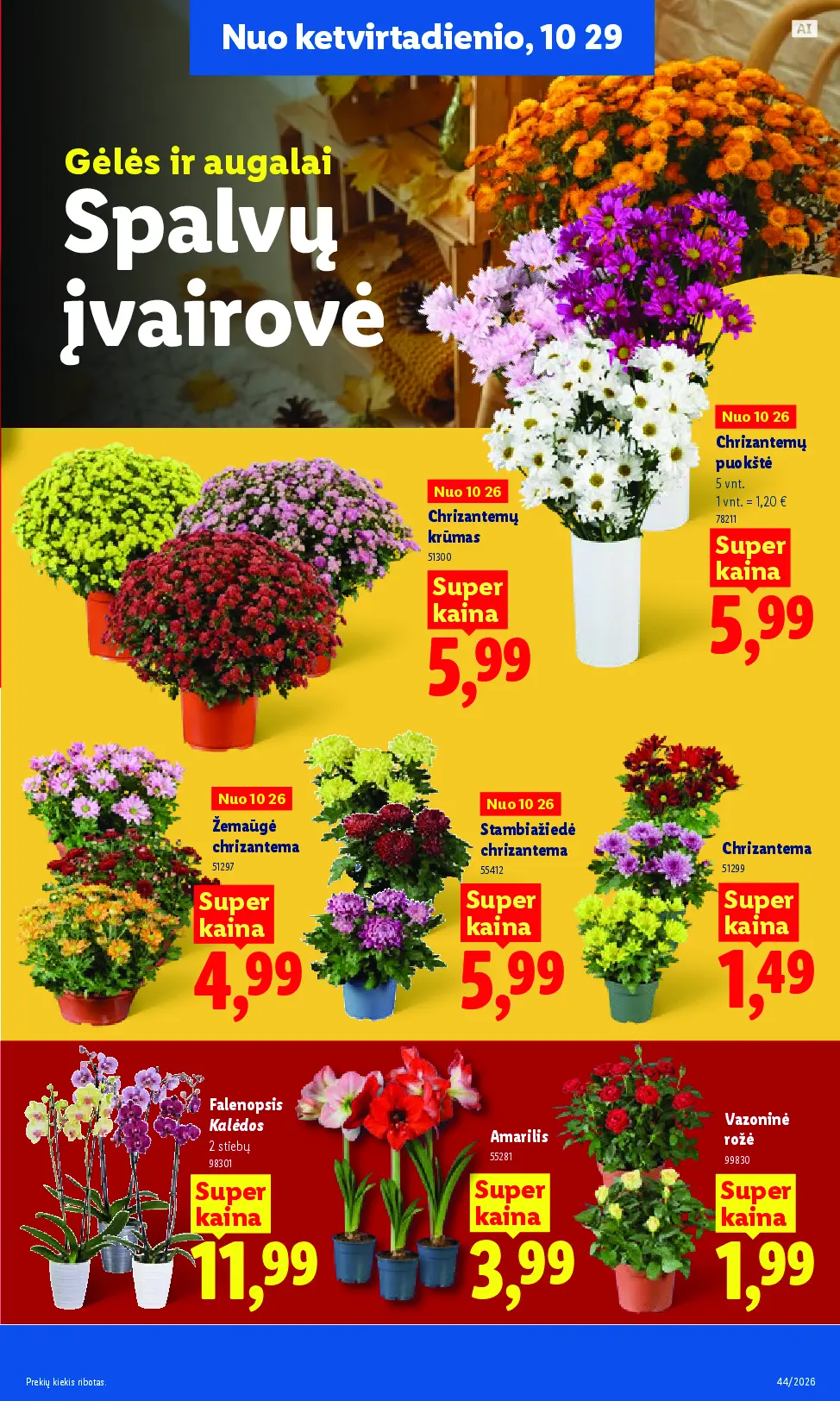 Naujas Lidl nuolaidų leidinys - MAISTO PREKIŲ PASIŪLYMAI Nr.44 – 43 puslapis: Chrizantemų krūmas, Chrizantemų puokštė, 5 vnt, Žemaūgė chrizantema
