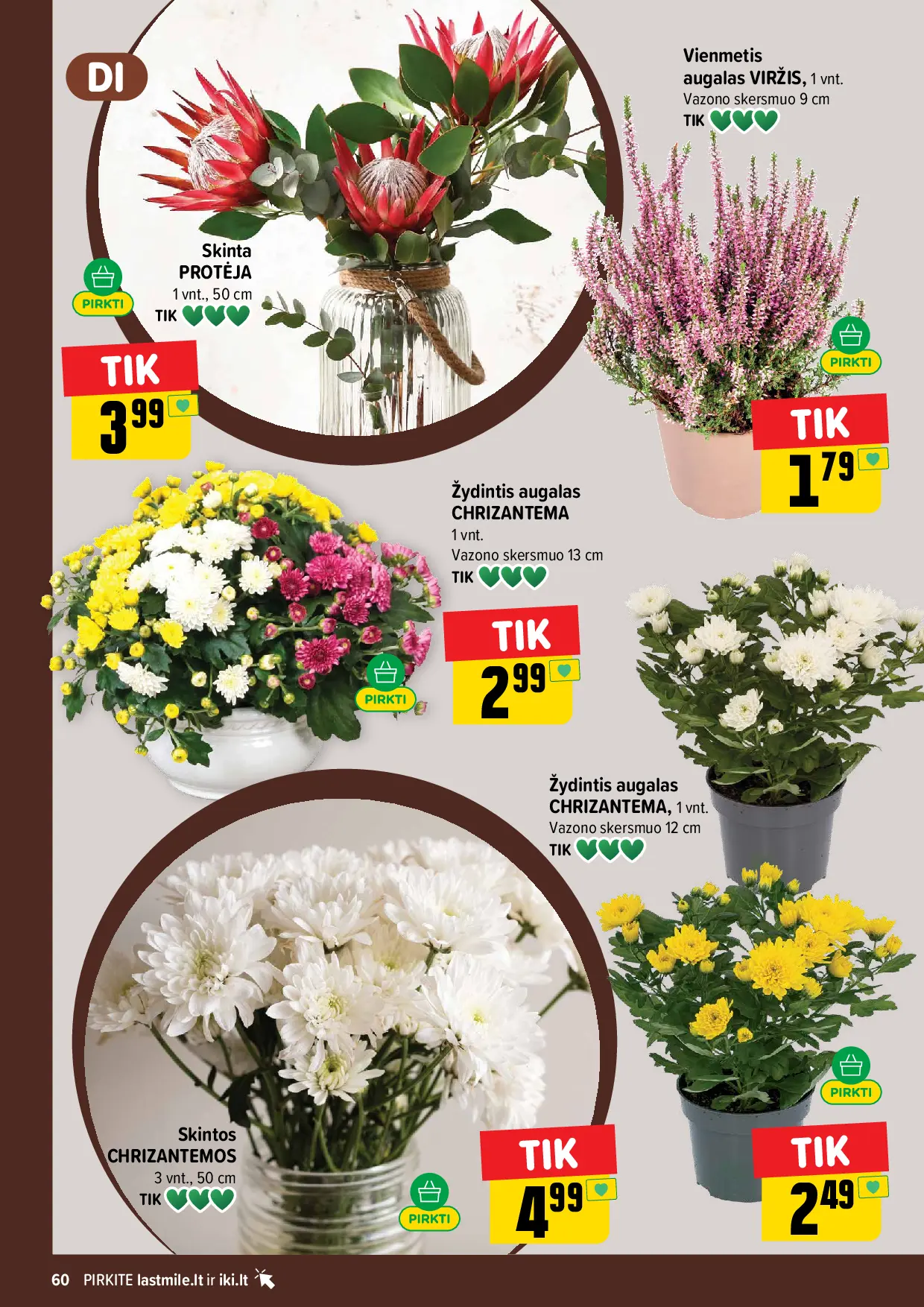 IKI Kainų leidinys Nr. 44 – 60 puslapis: Žydintis augalas CHRIZANTEMA, 1 vnt, Skinta PROTĖJA, 1 vnt, Vienmetis augalas, VIRŽIS, 1 vnt