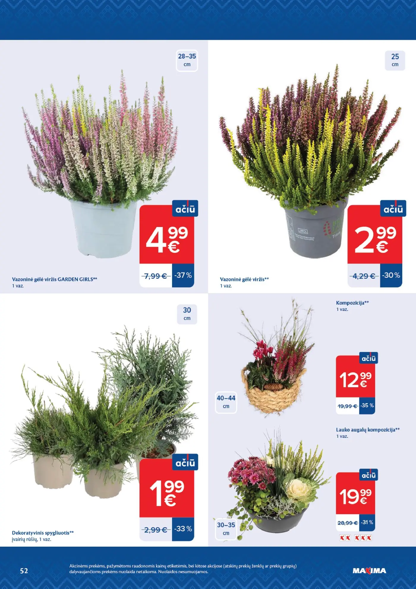 Naujas Maxima nuolaidų leidinys - AČIŪ savaitinis leidinys Nr. 44 – 52 puslapis: Vazoninė gėlė viržis GARDEN GIRLS, Vazoninė gėlė viržis, Dekoratyvinis spygliuotis
