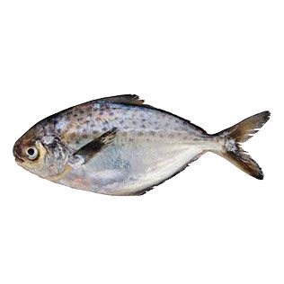 Atšildyta Brazilinė sviestažuvė, 1 kg
