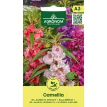 Balzamino CAMELLIA