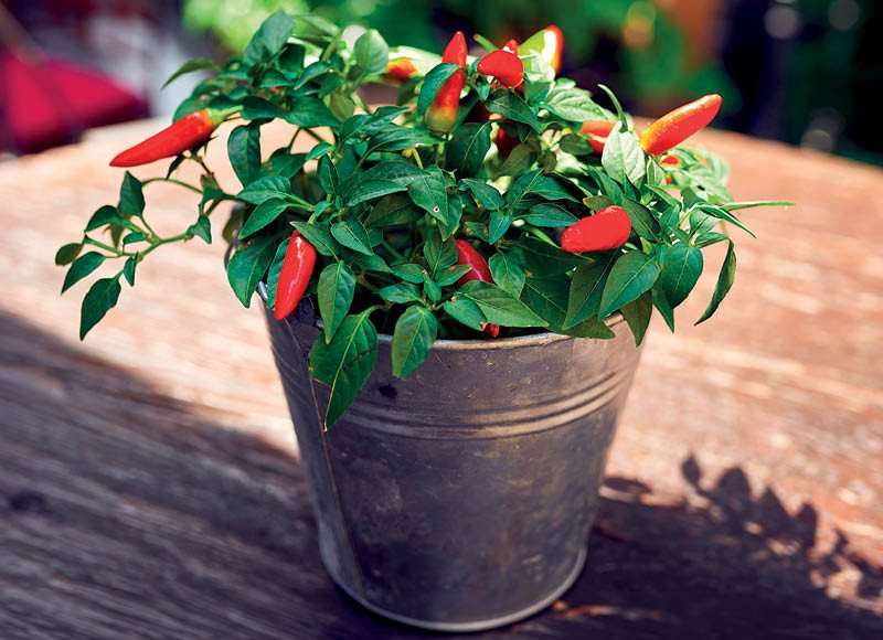 Dekoratyvinė PAPRIKA MIX, 1 vnt