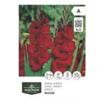 Gėlių svog. AGRONOM GLADIOLUS, raudona, SG26