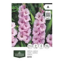 Gėlių svog. AGRONOM GLADIOLUS, rožinė, SG26