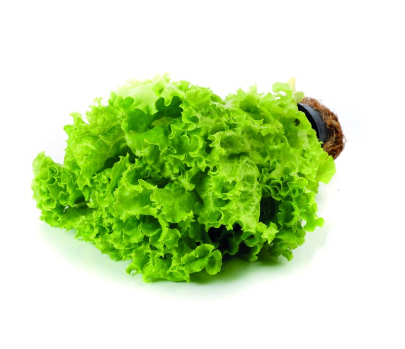 KIETAVIŠKIŲ lapinė salota vazonėlyje, 1 vnt