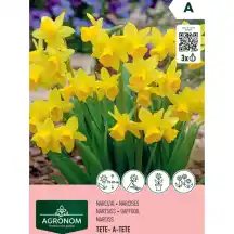 Narcizai AGRONOM TETE-A-TETE, geltoni, AG26