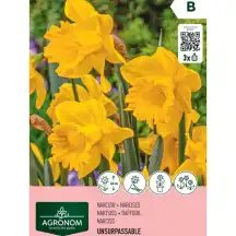 Narcizai AGRONOM UNSURPASSABLE, AG26