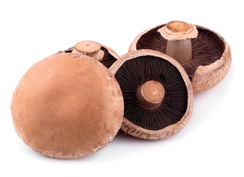 PORTOBELLO grybai