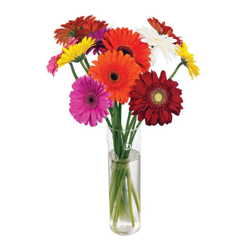 Skintos GERBEROS SMULKIAŽIEDĖS su žaluma, 11 vnt