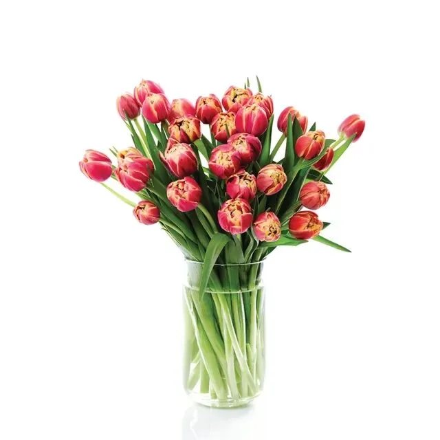 Skintos tulpės BON VIA FLORA, 7 vnt