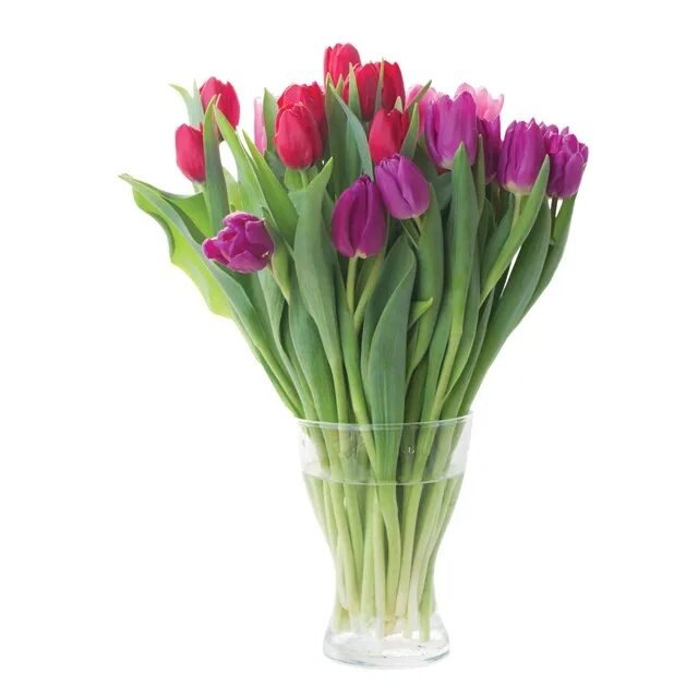Skintos tulpės BON VIA FLORA, 9 vnt