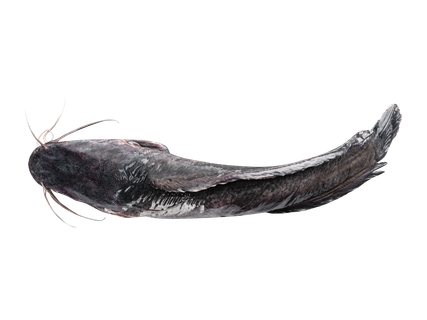 Skrostas šamas plėšikas su galva, 1 kg