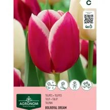 Tulpės AGRONOM BOLROYAL DREAM, AG26