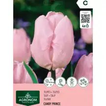 Tulpės AGRONOM CANDY PRINCE, AG26