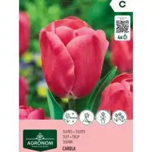 Tulpės AGRONOM CAROLA, AG26