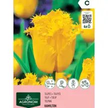 Tulpės AGRONOM HAMILTON, AG26