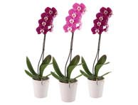 Vazoninė gėlė orchidėja, 1 vnt