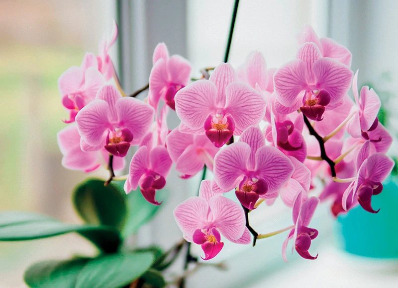 Vazoninė gėlė ORCHIDĖJA MINI keramikiniame vazone, 1 vnt